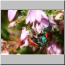 Hedychrum nobile - Sand-Goldwespe w01b - Sandgrube Niedringhaussee-det.jpg